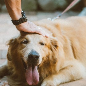 We welcome your pet family a dog with a pink bow on its head